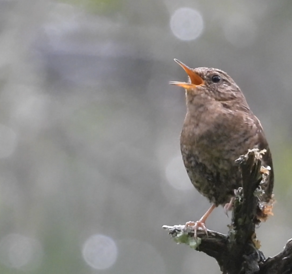 Pacific Wren - ML637580014