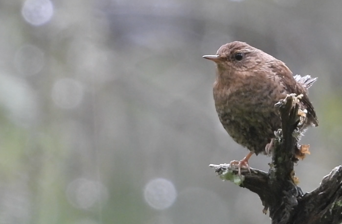Pacific Wren - ML637580016
