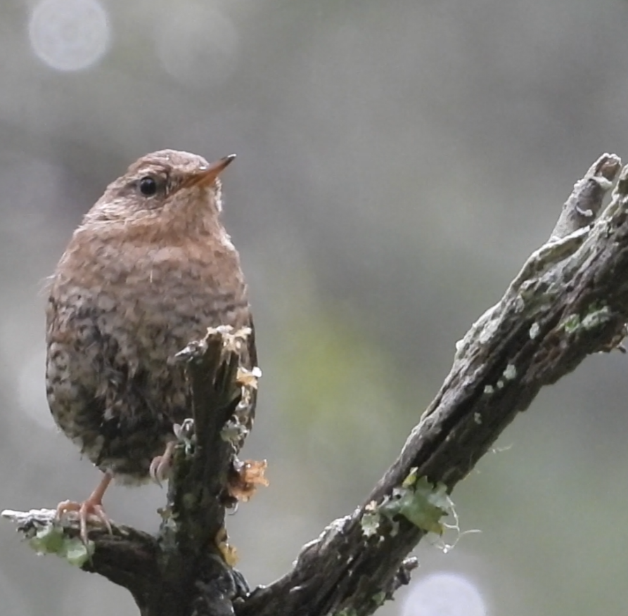Pacific Wren - ML637580017