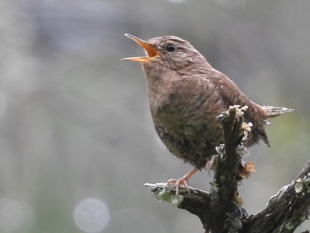 Pacific Wren - ML637580018