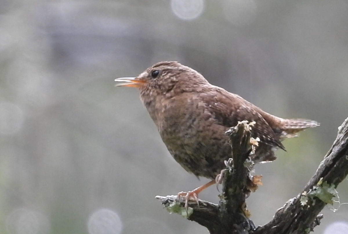 Pacific Wren - ML637580019