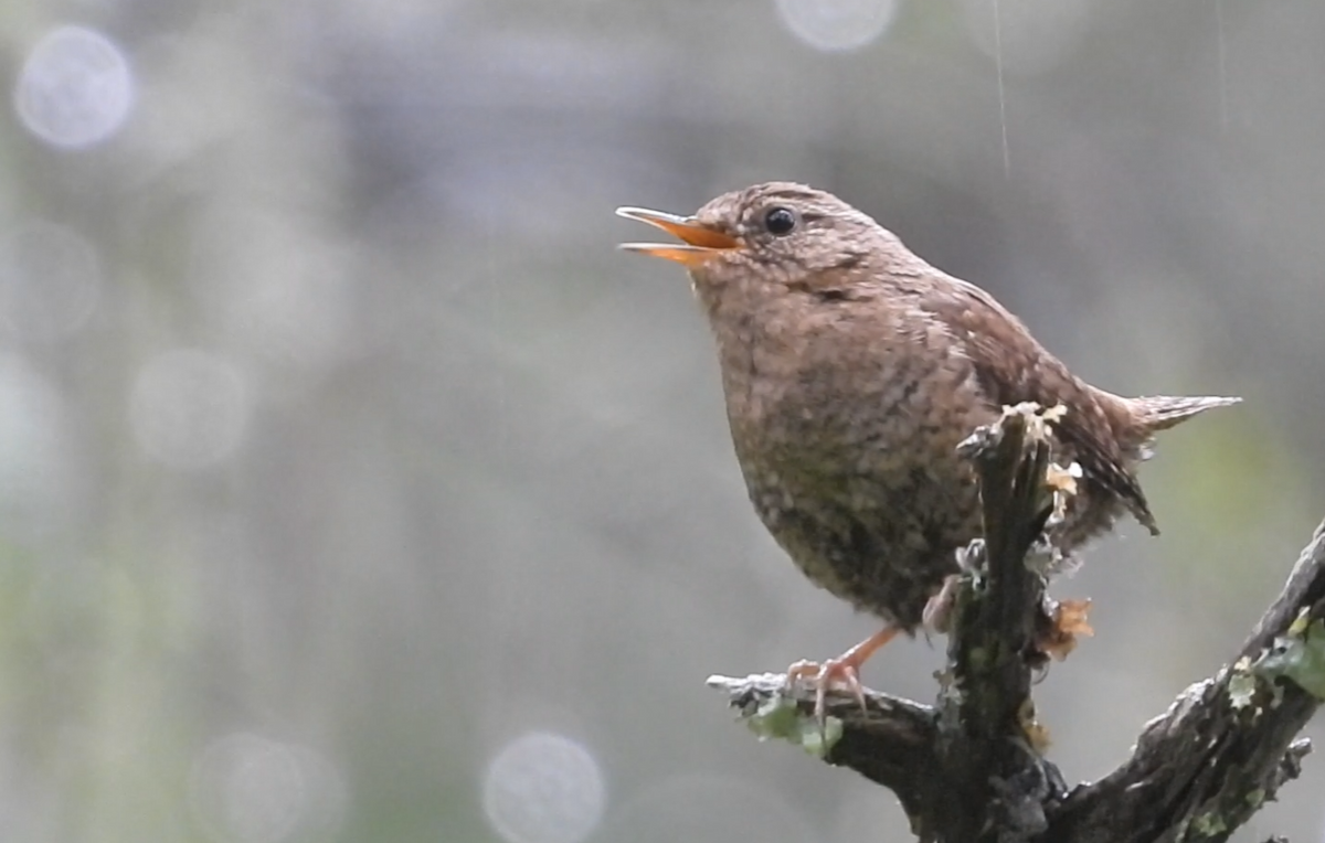 Pacific Wren - ML637580020