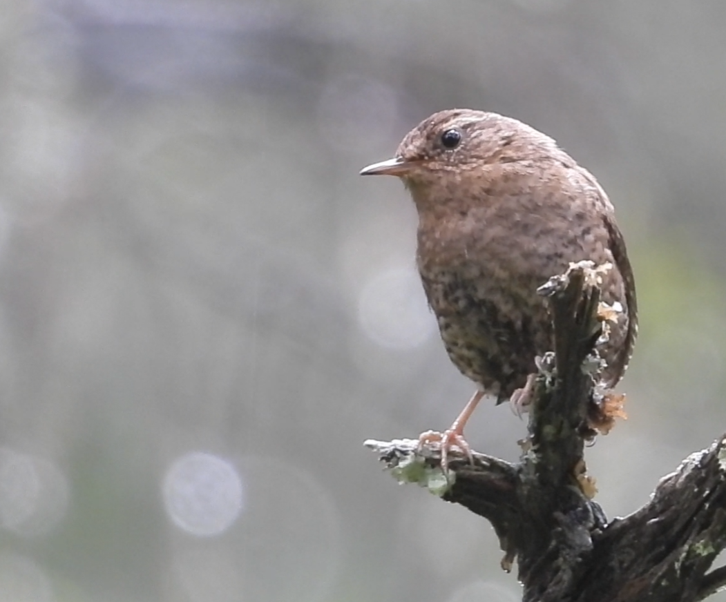 Pacific Wren - ML637580021