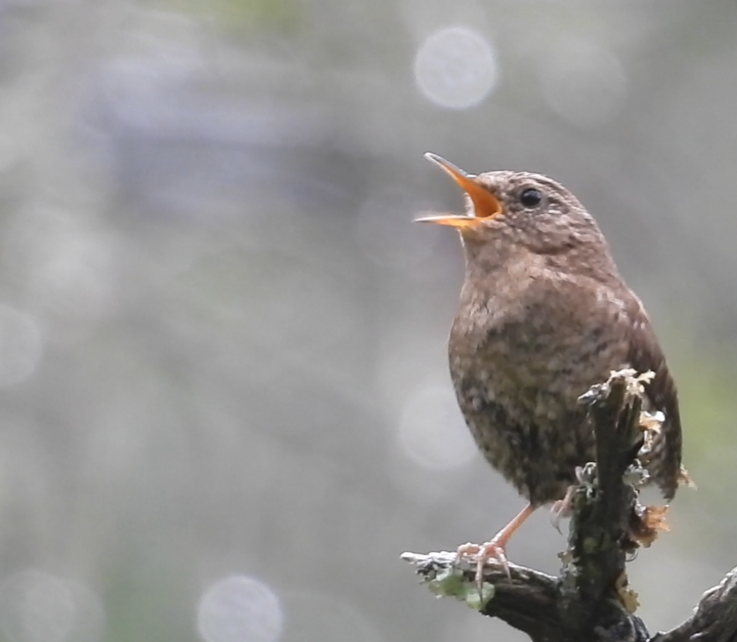 Pacific Wren - ML637580022