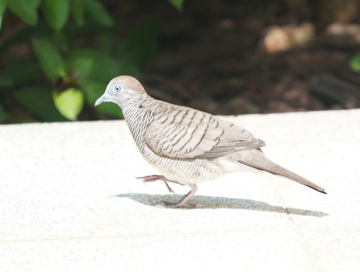 Zebra Dove - ML637580037