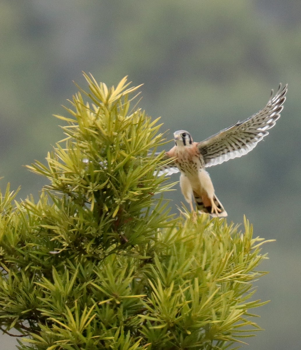 American Kestrel - ML637580073