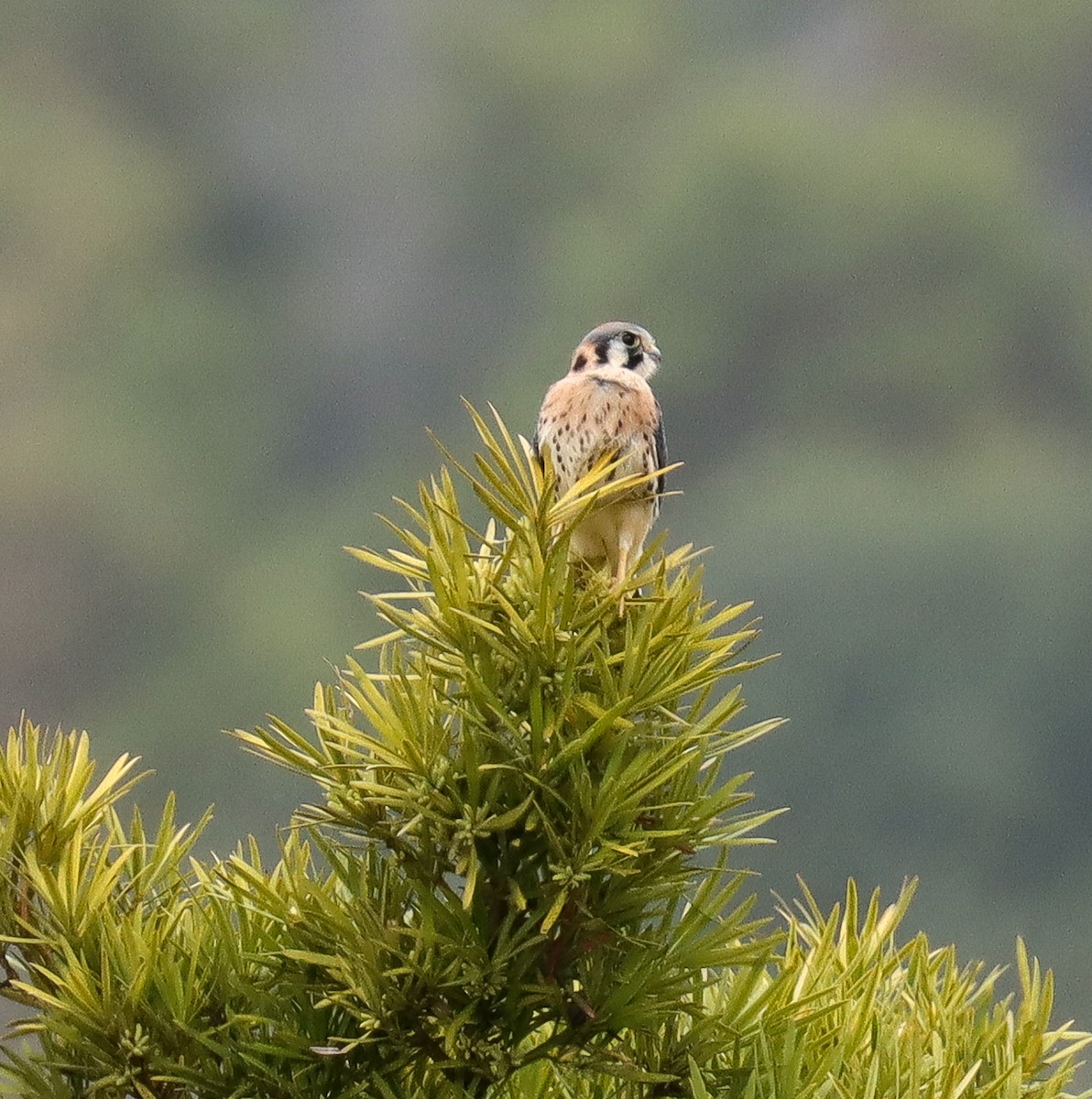 American Kestrel - ML637580077