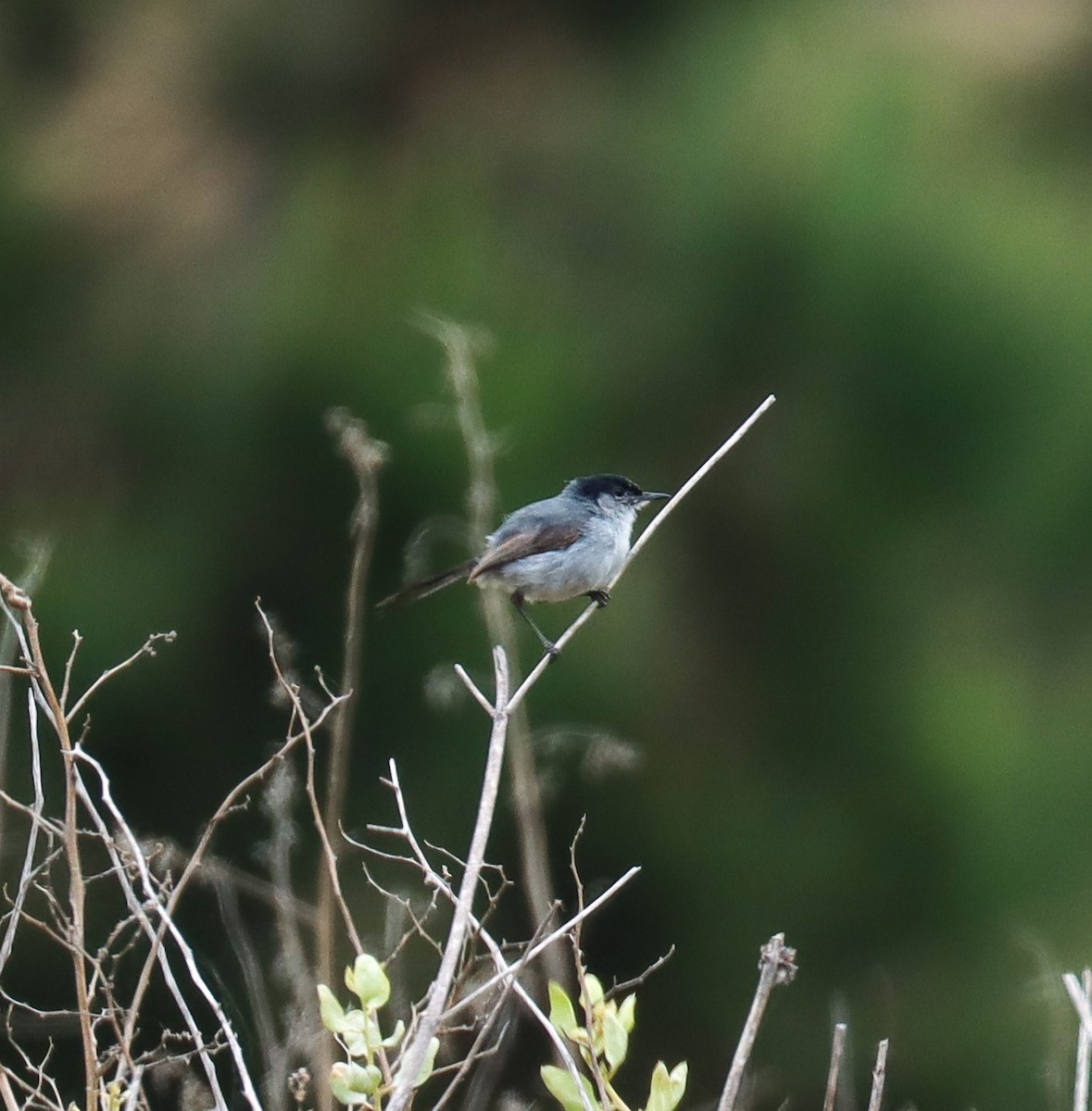 California Gnatcatcher - ML637580095