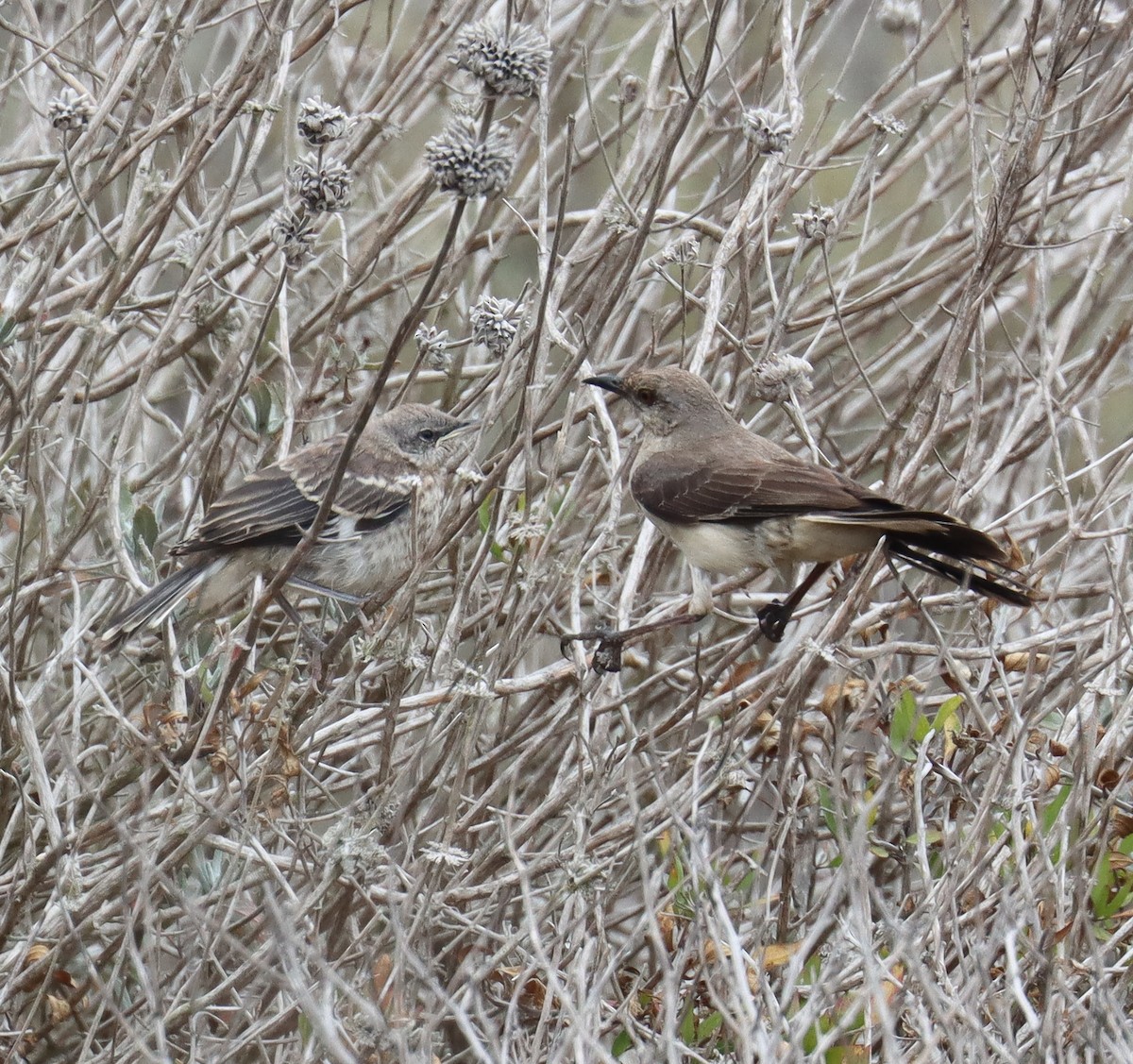 Northern Mockingbird - ML637580099