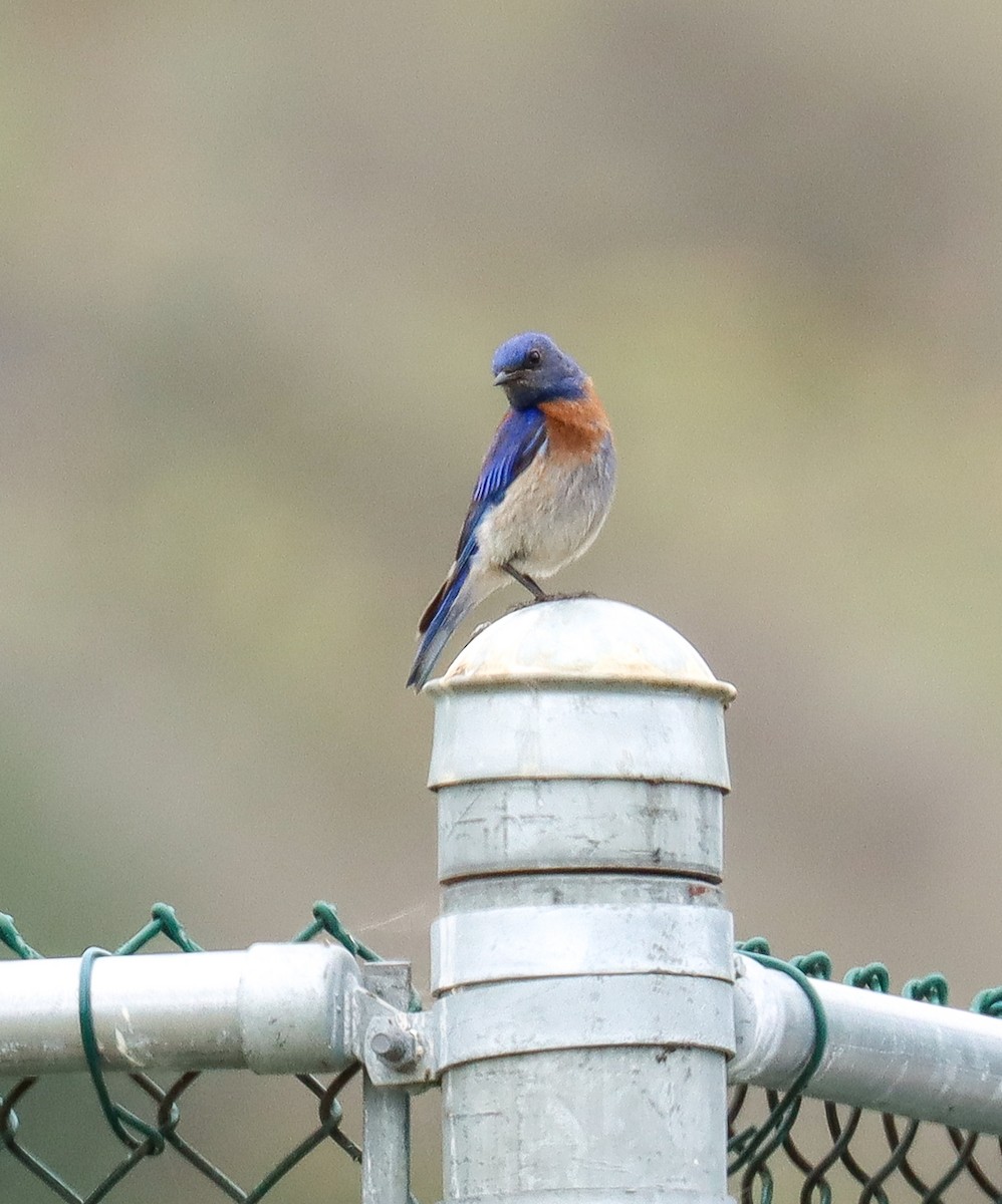 Western Bluebird - ML637580100