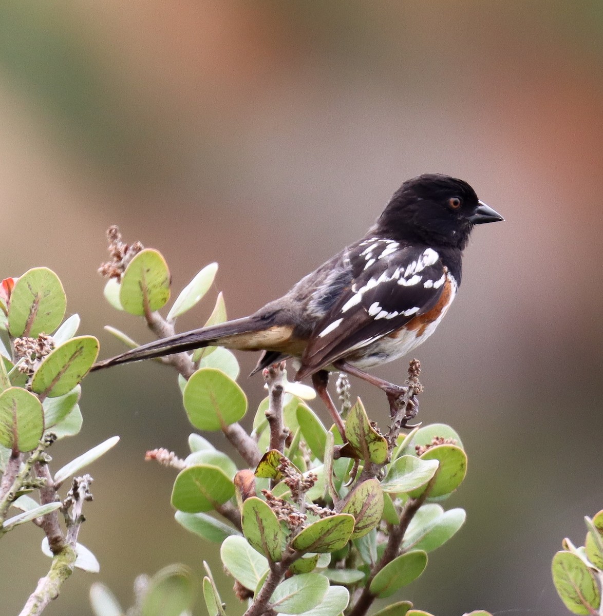 Spotted Towhee - ML637580102