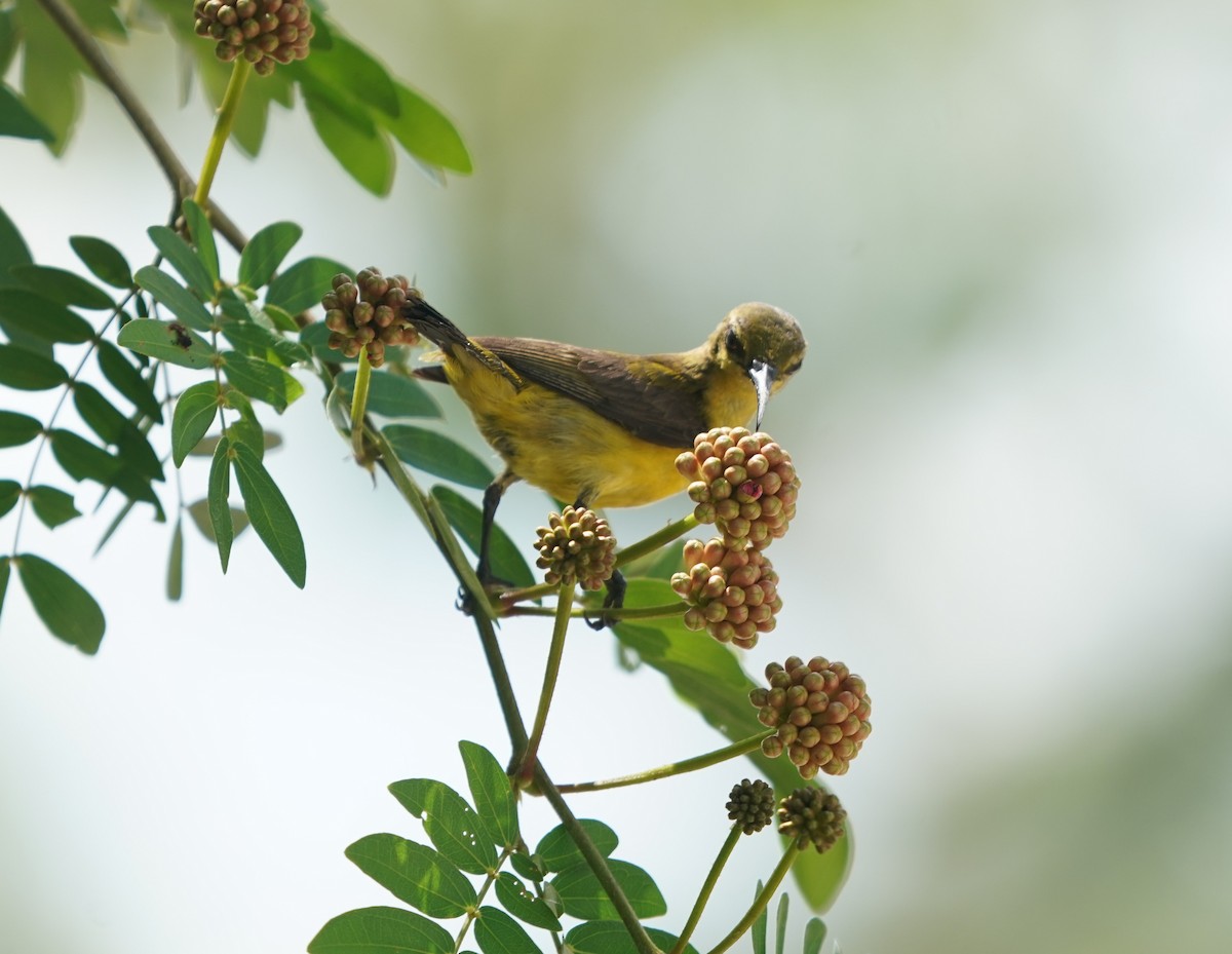Ornate Sunbird - ML637580119