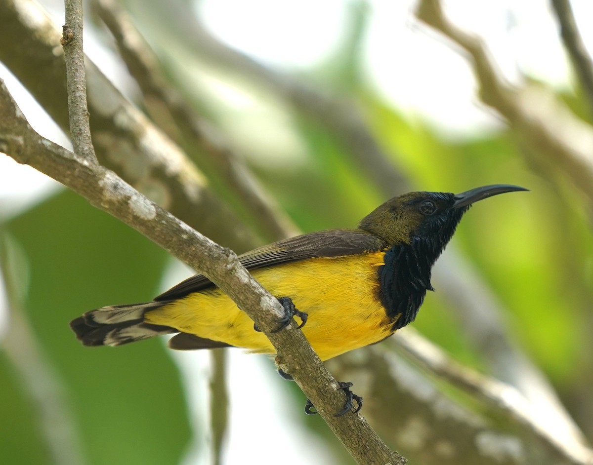 Ornate Sunbird - ML637580120