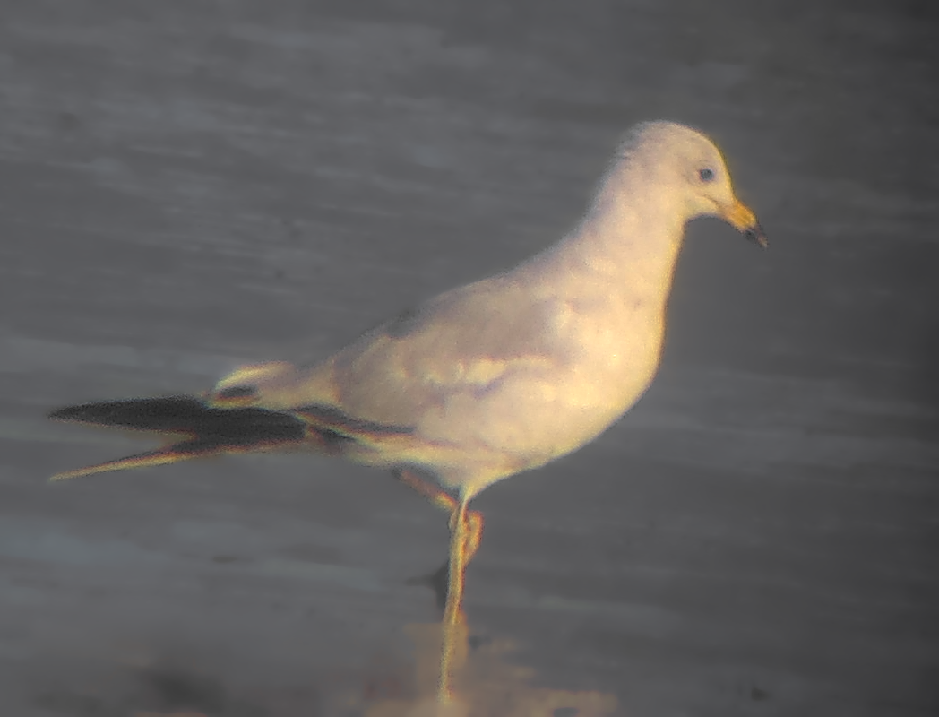 Ring-billed Gull - ML637580122