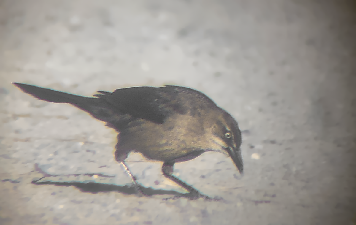 Great-tailed Grackle - ML637580128