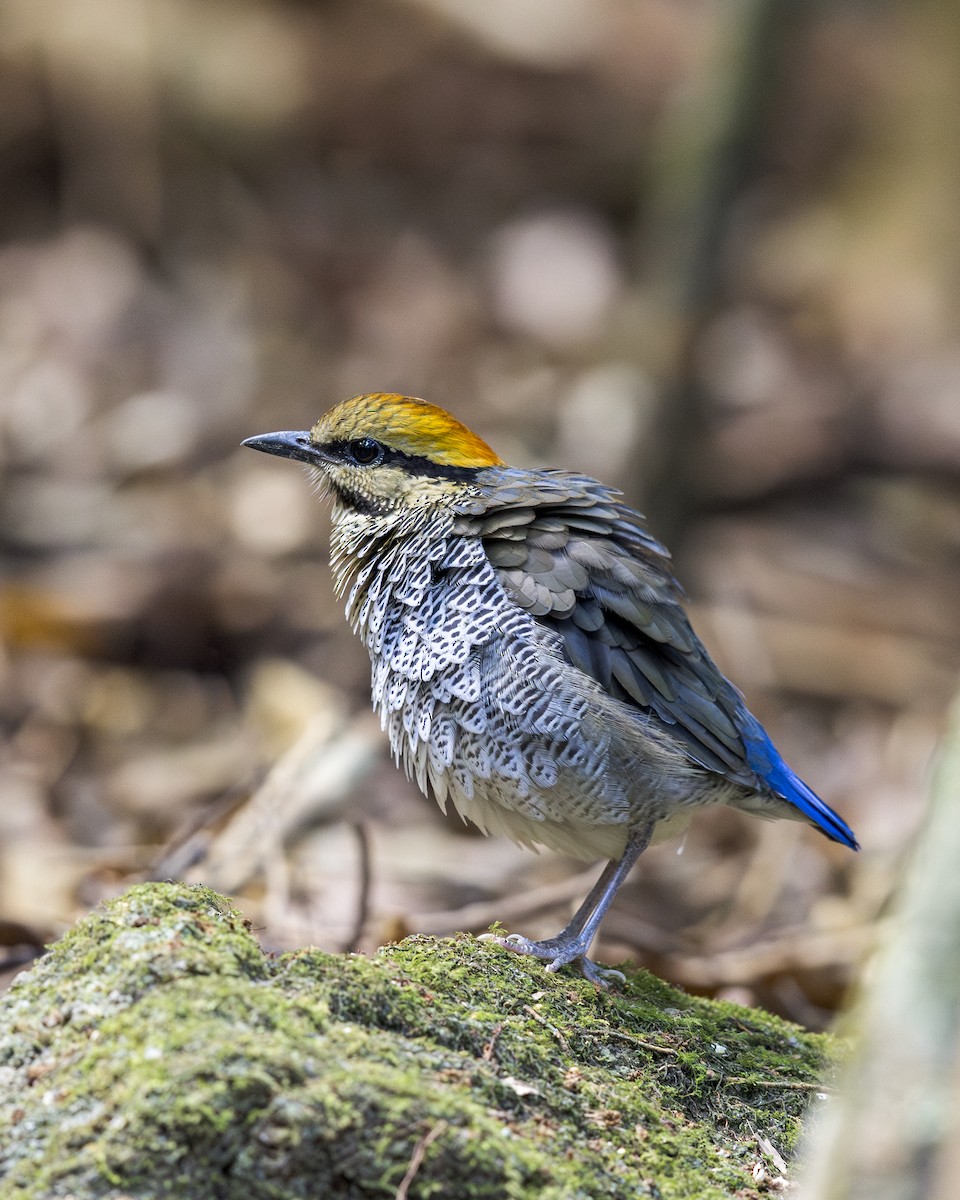 ルリヤイロチョウ - ML637580149