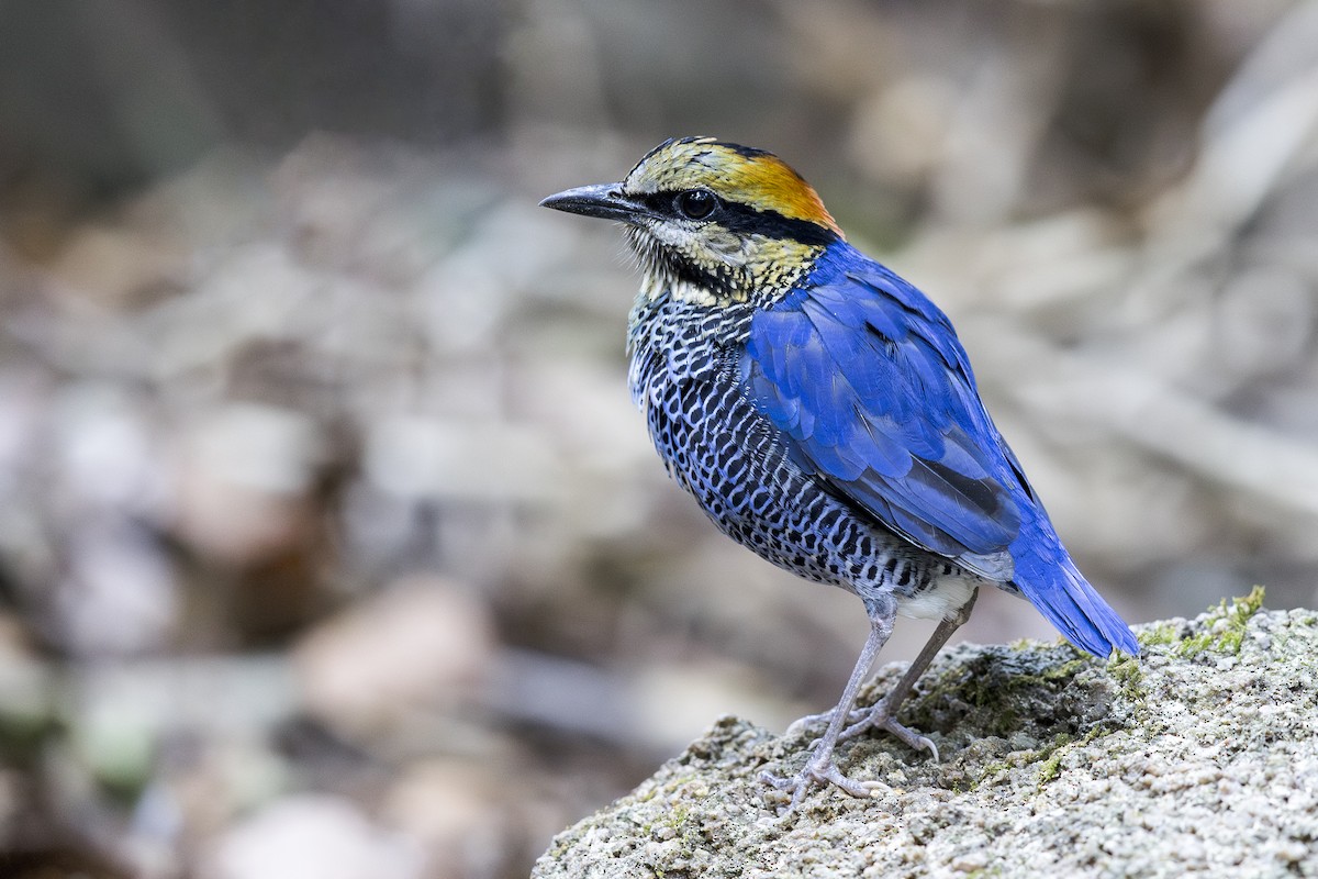 ルリヤイロチョウ - ML637580150