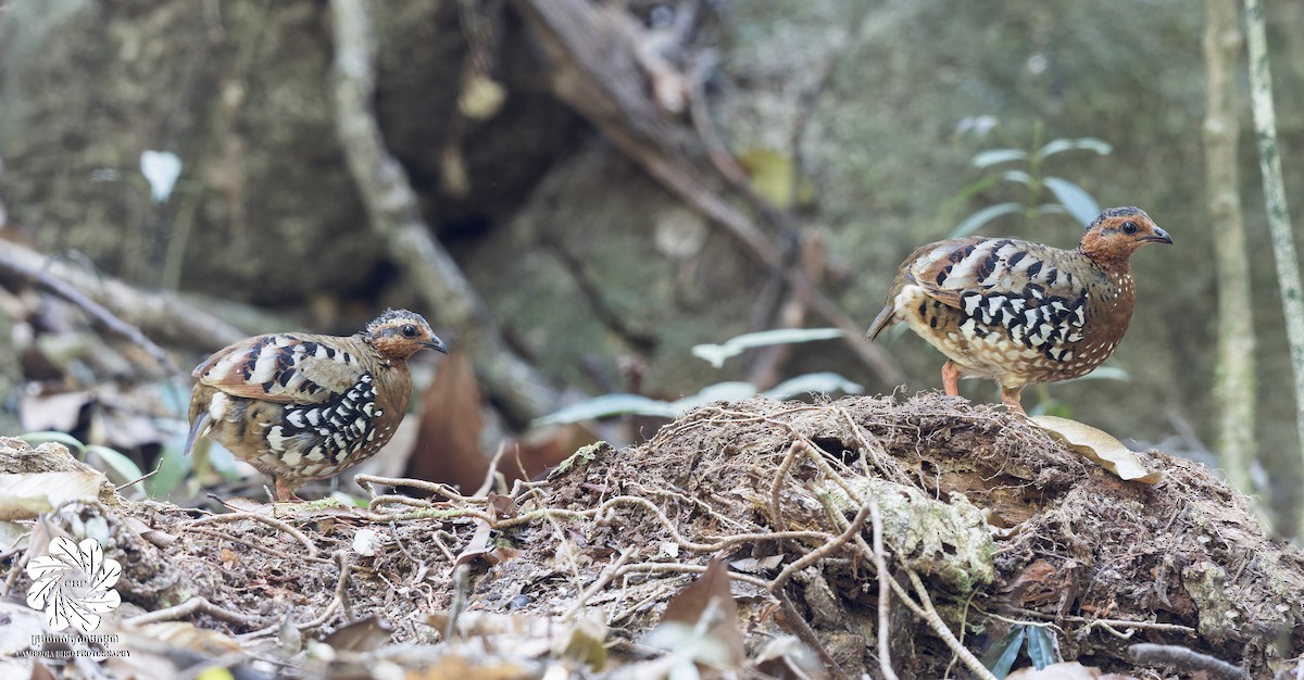 Chestnut-headed Partridge - ML637580151
