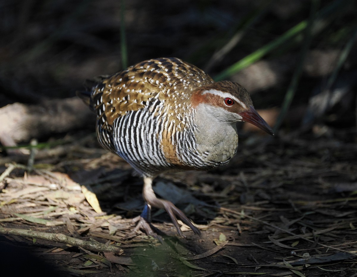 Buff-banded Rail - ML637580155
