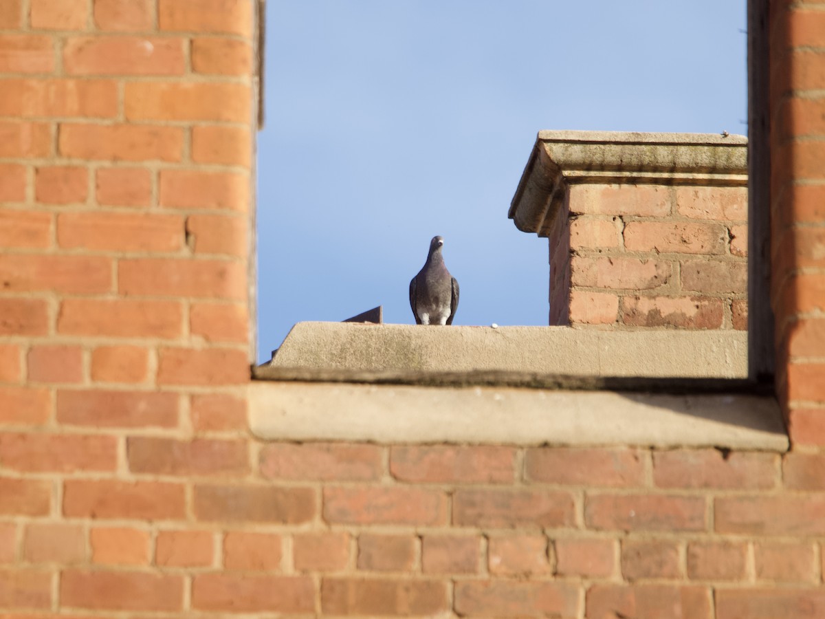 Rock Pigeon (Feral Pigeon) - ML637580158