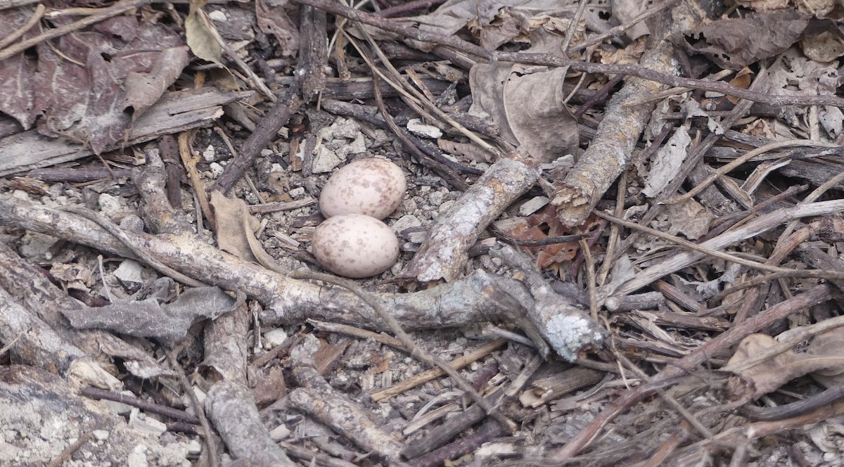 Scrub Nightjar - ML637580167