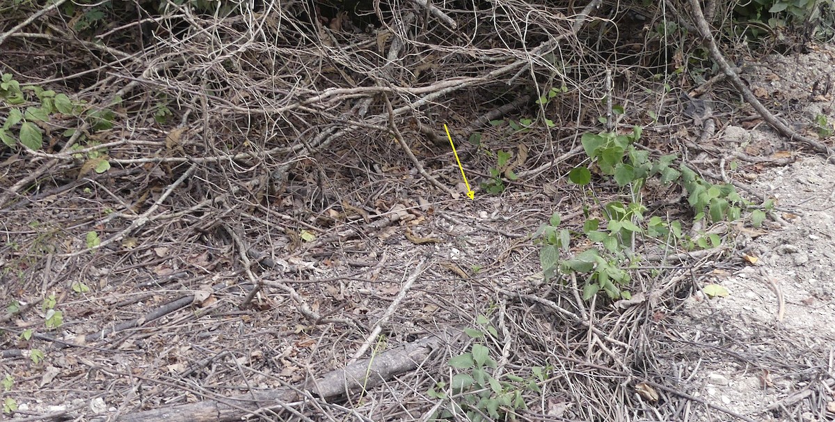 Scrub Nightjar - ML637580168