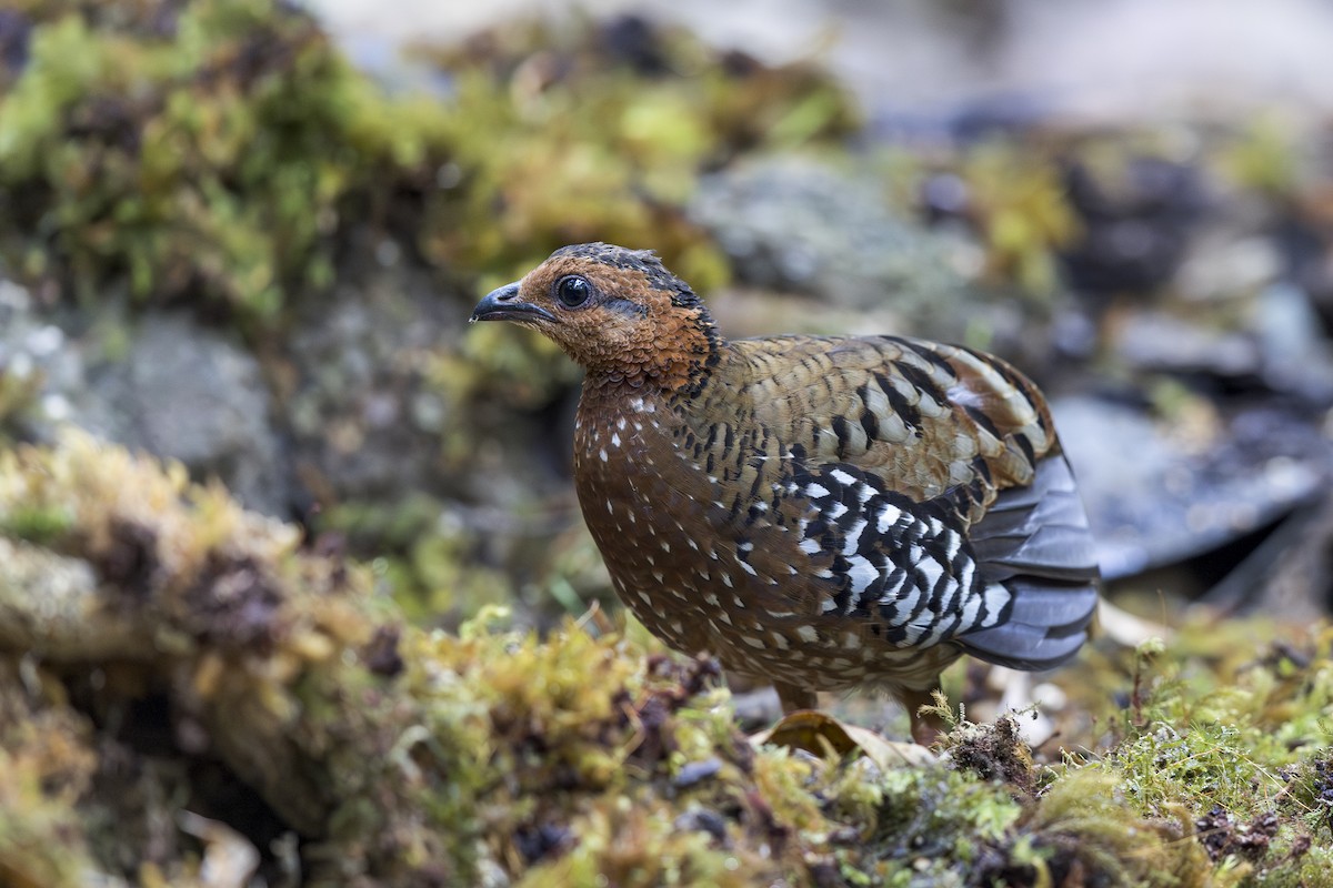 Chestnut-headed Partridge - ML637580188