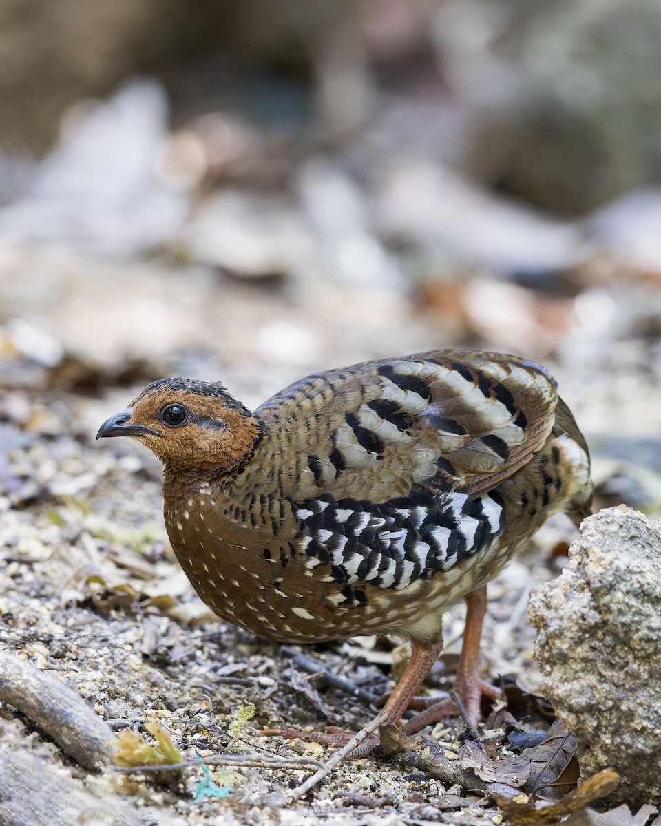 Chestnut-headed Partridge - ML637580190