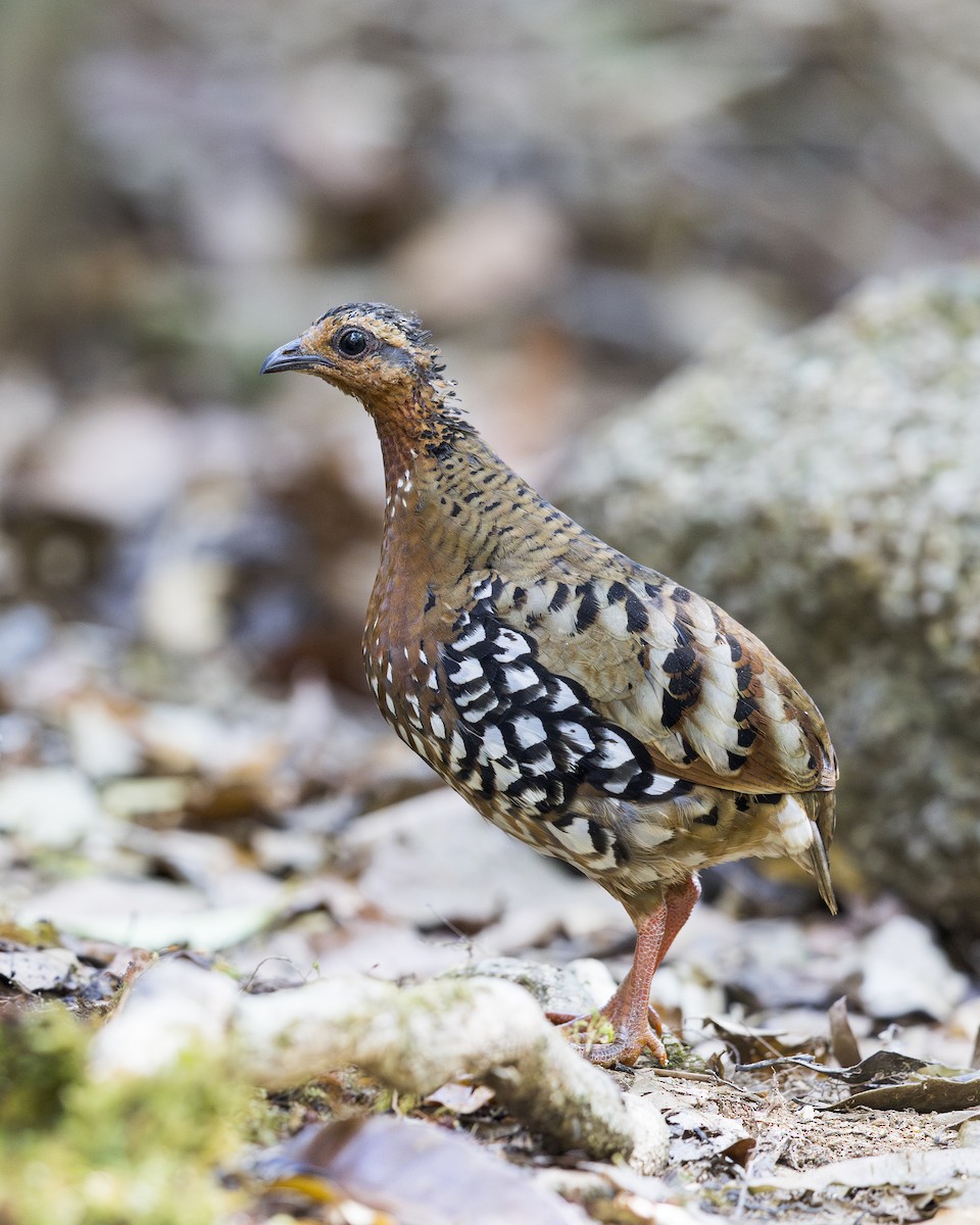 Chestnut-headed Partridge - ML637580192