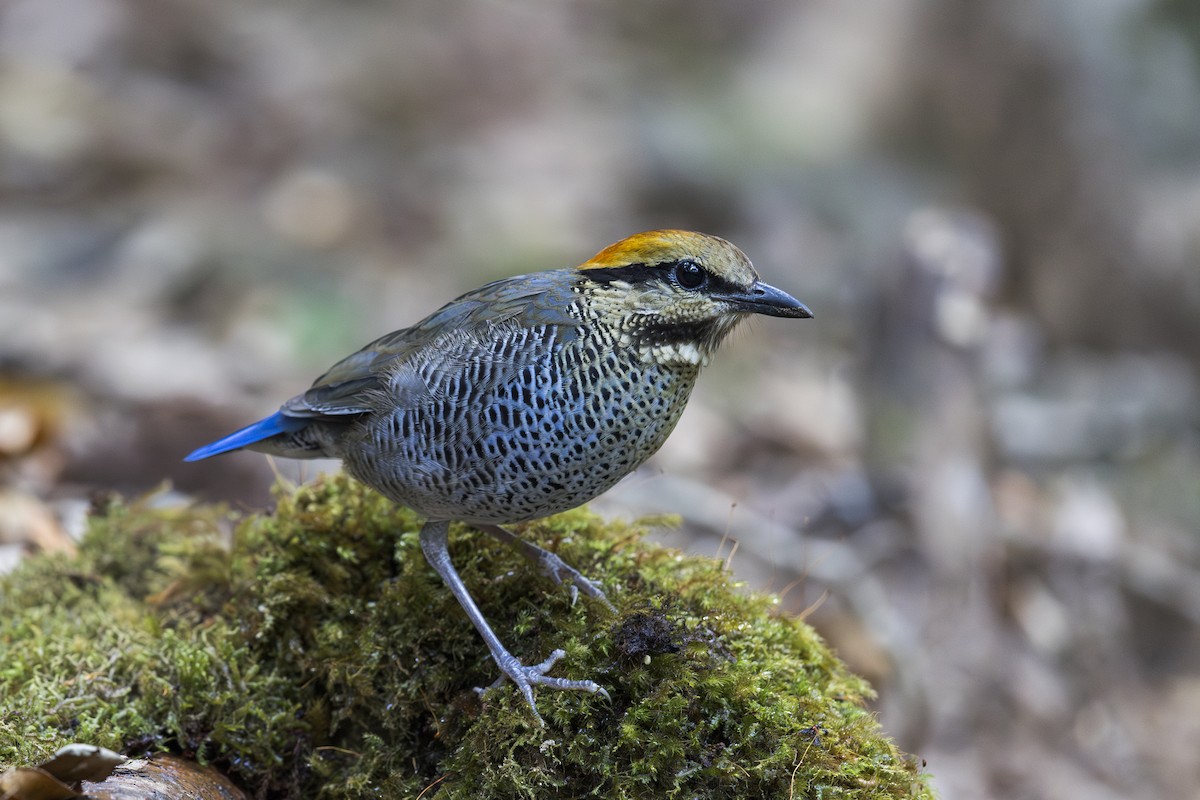 ルリヤイロチョウ - ML637580193