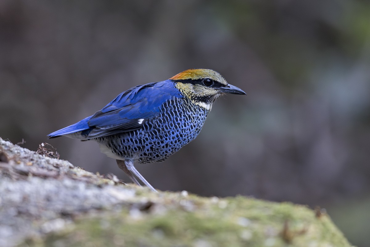 ルリヤイロチョウ - ML637580194