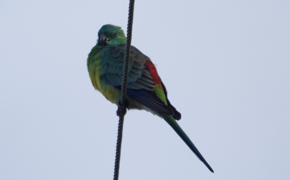 Red-rumped Parrot - ML637580200