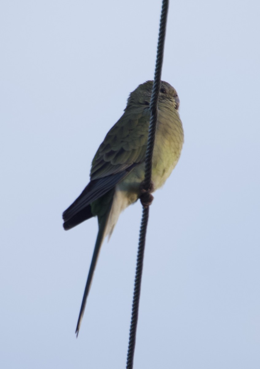 Red-rumped Parrot - ML637580204