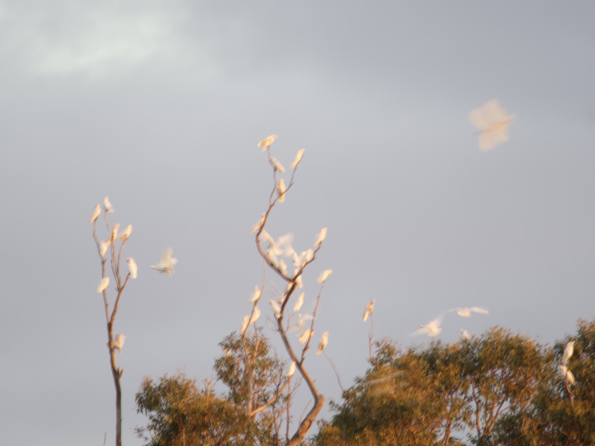 Long-billed Corella - ML637580217