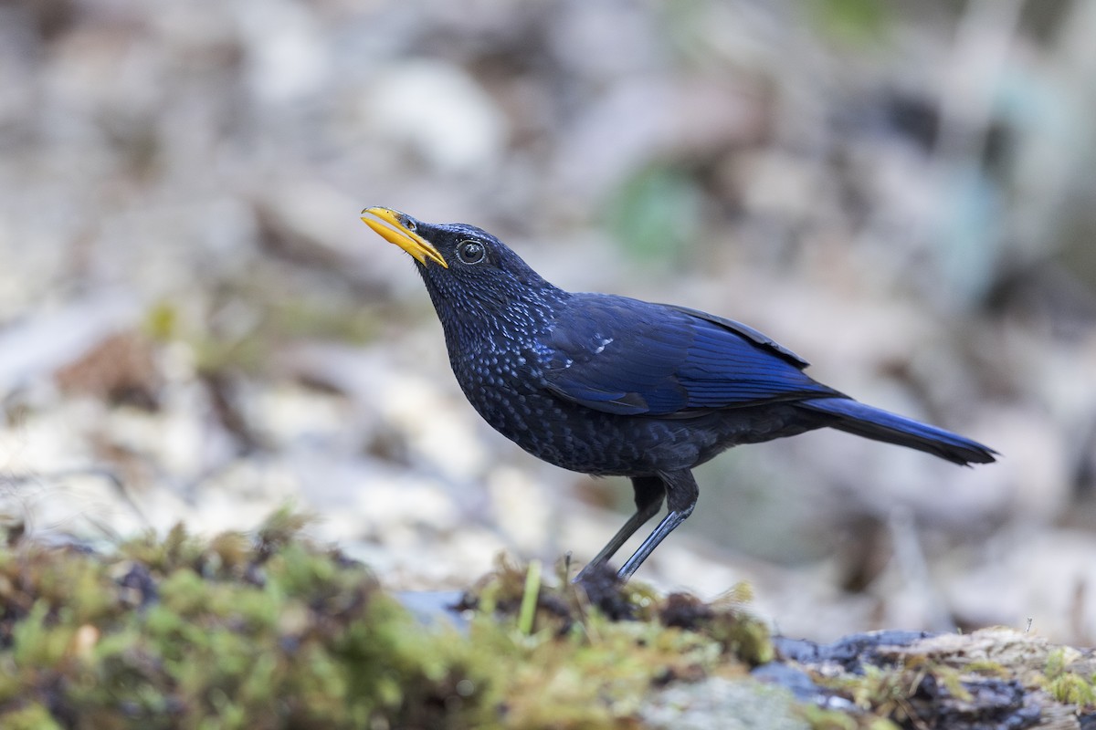 オオルリチョウ - ML637580266