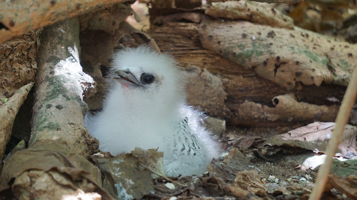 White-tailed Tropicbird - ML637580279