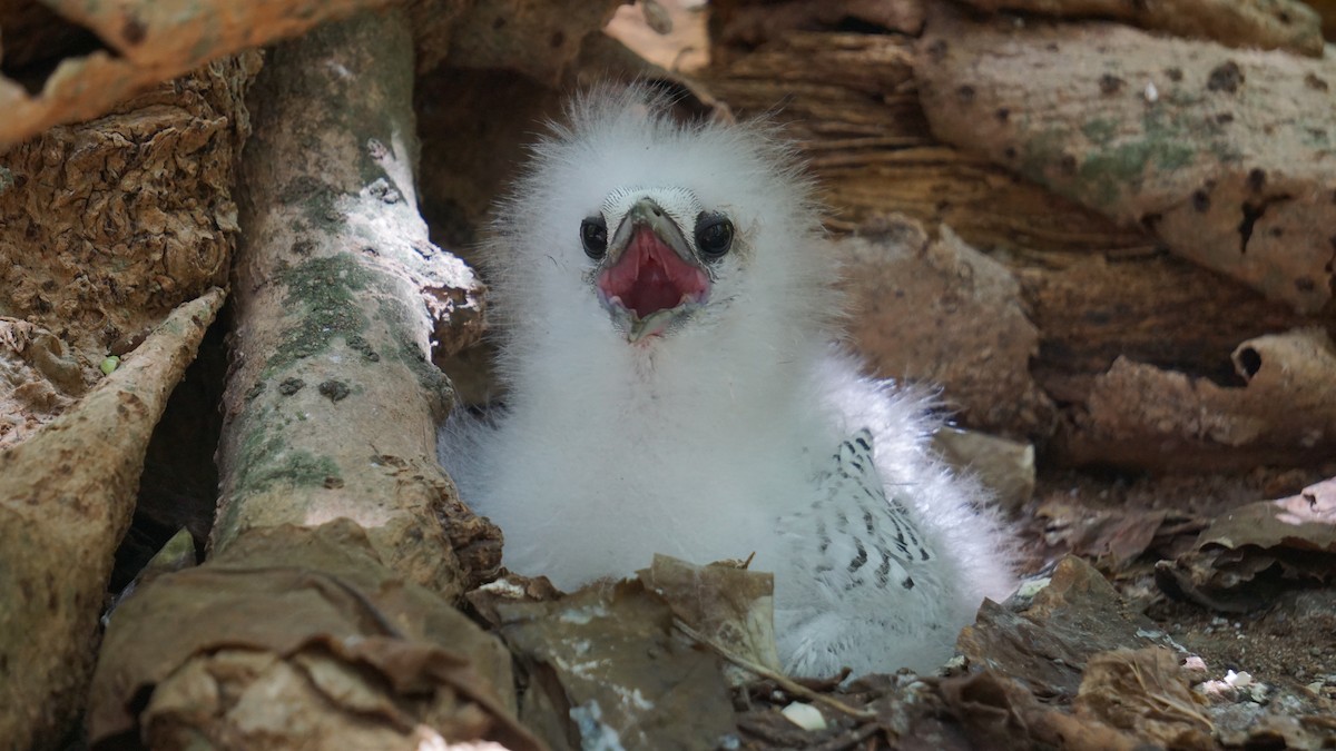 White-tailed Tropicbird - ML637580280