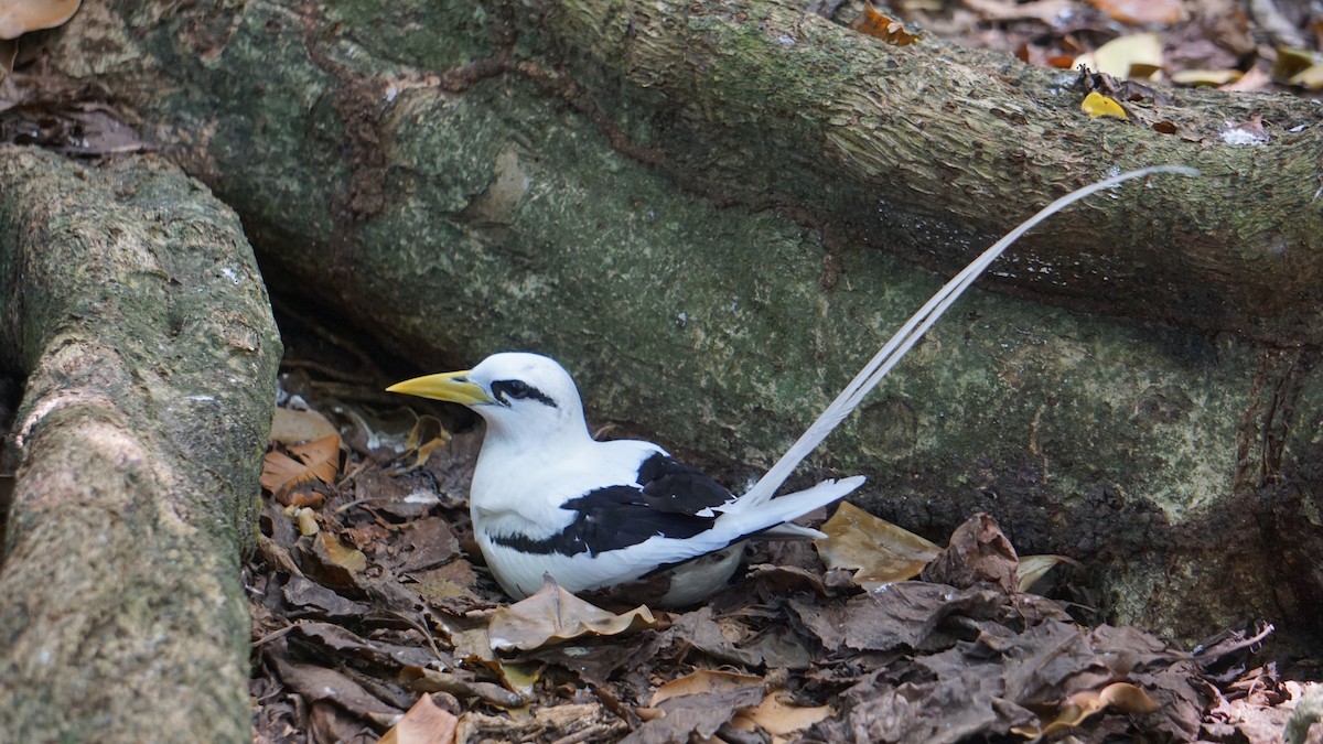 White-tailed Tropicbird - ML637580284