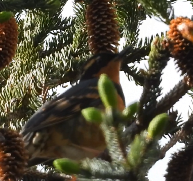 Varied Thrush - ML637580309