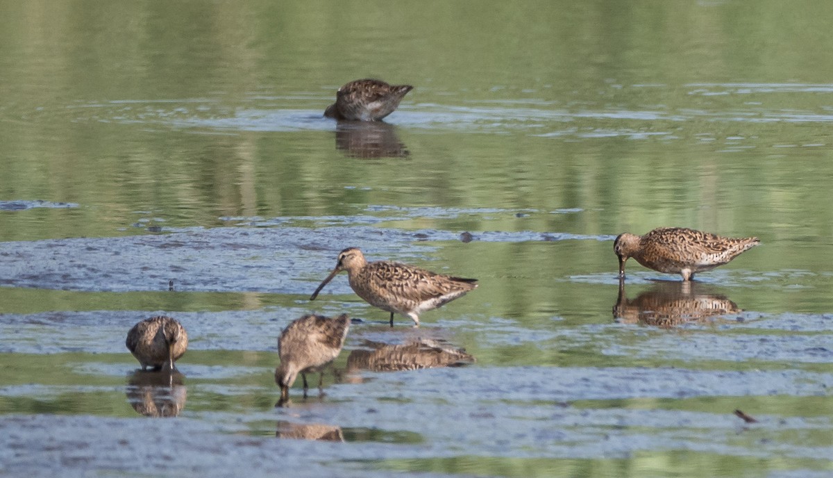 Short-billed Dowitcher - ML63758031