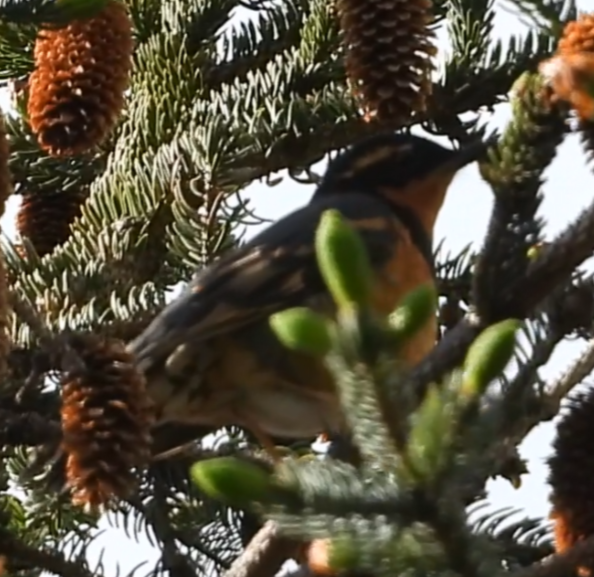 Varied Thrush - ML637580310