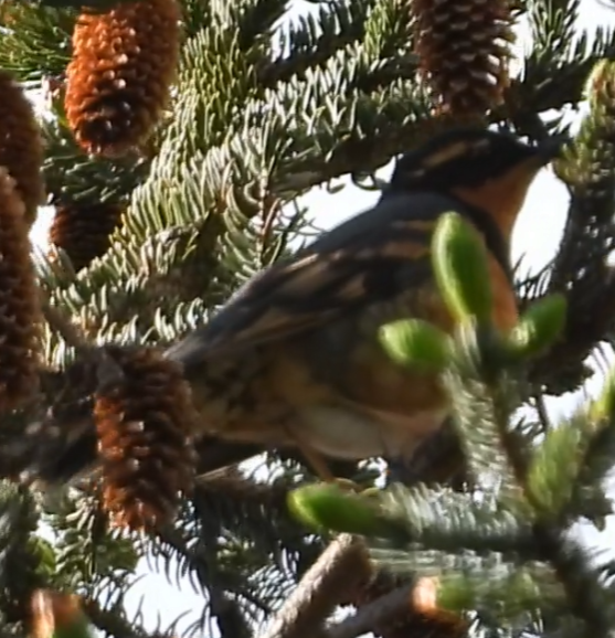 Varied Thrush - ML637580311
