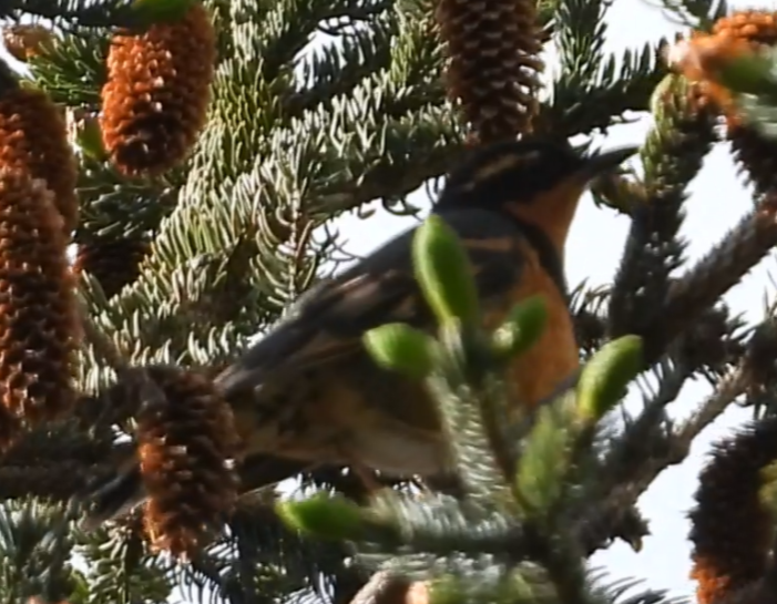 Varied Thrush - ML637580312