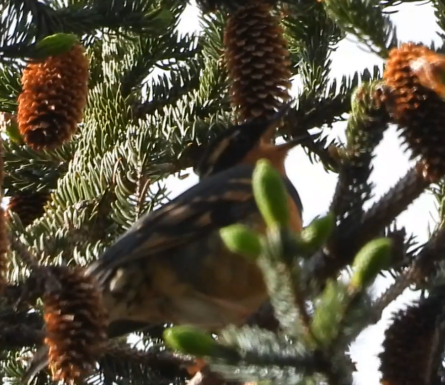 Varied Thrush - ML637580313