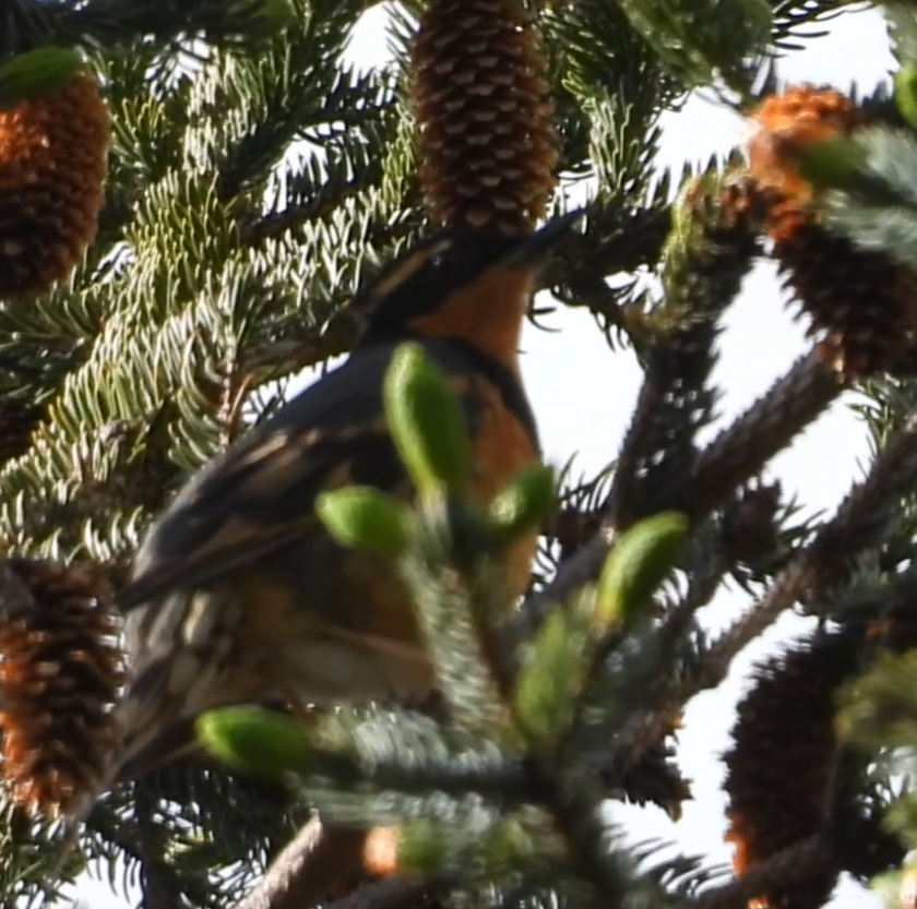 Varied Thrush - ML637580314