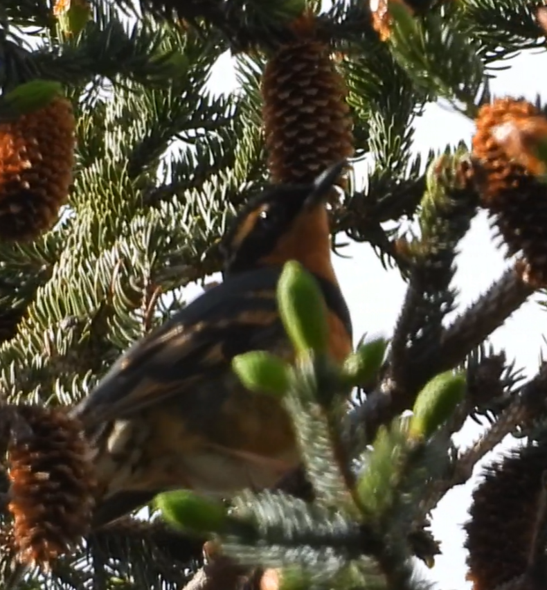 Varied Thrush - ML637580316