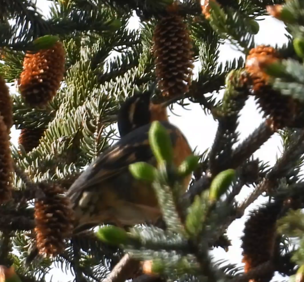 Varied Thrush - ML637580317