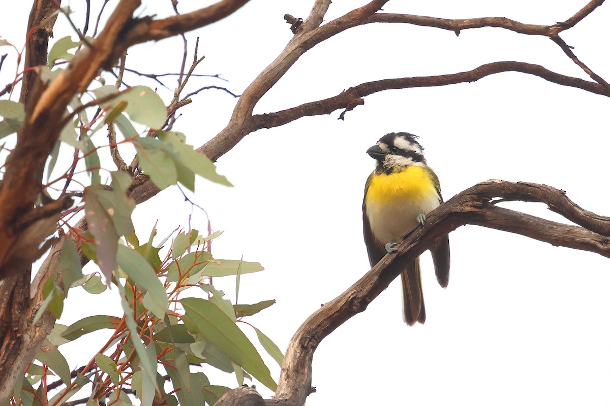 Western Shrike-tit - ML637580353