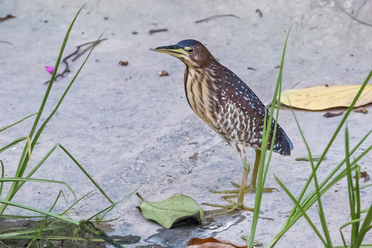 Schrenck's Bittern - ML637580356