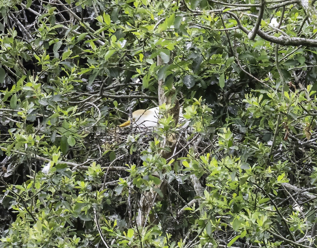 Western Cattle-Egret - ML637580415